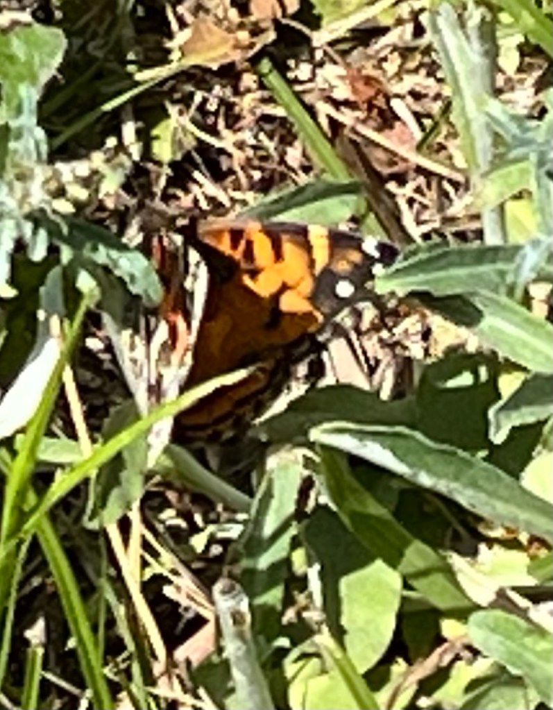Atlantis Fritillary butterfly (orange and black butterfly in green grass)