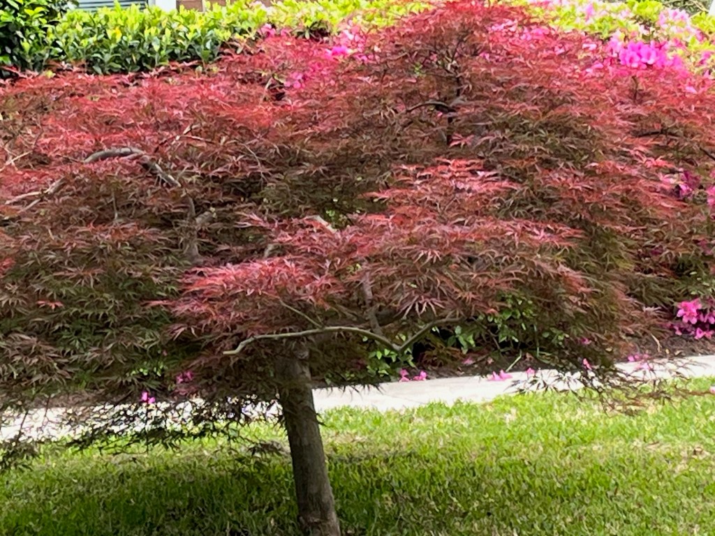 Japanese maple in leaf