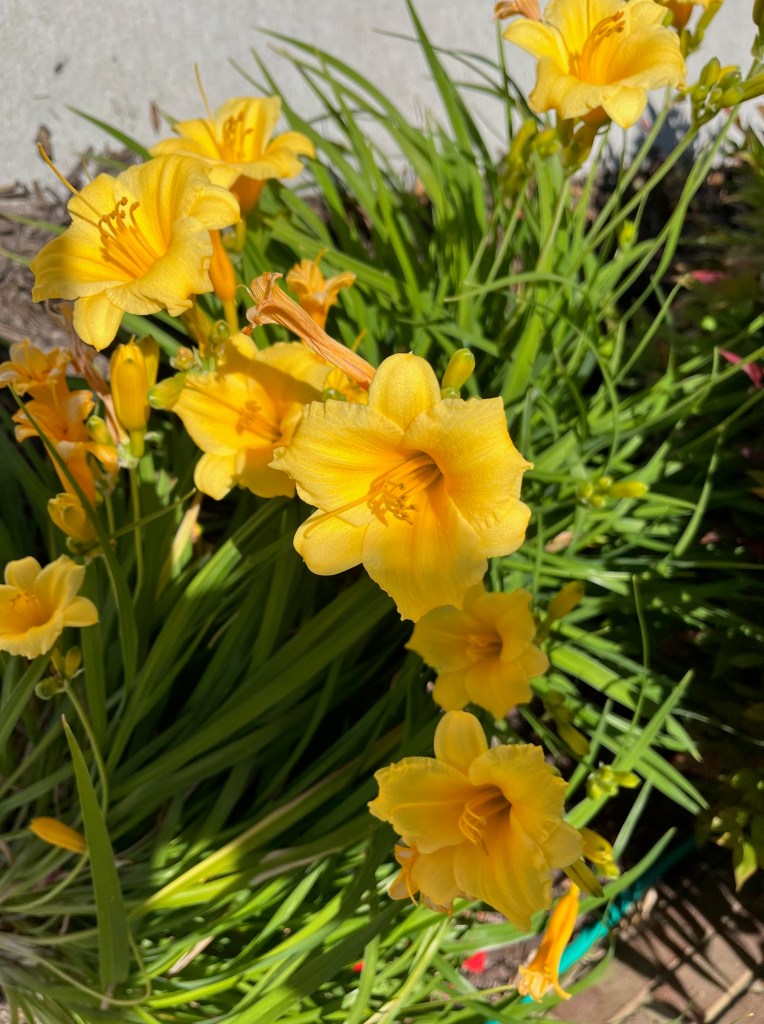 yellow day lilies