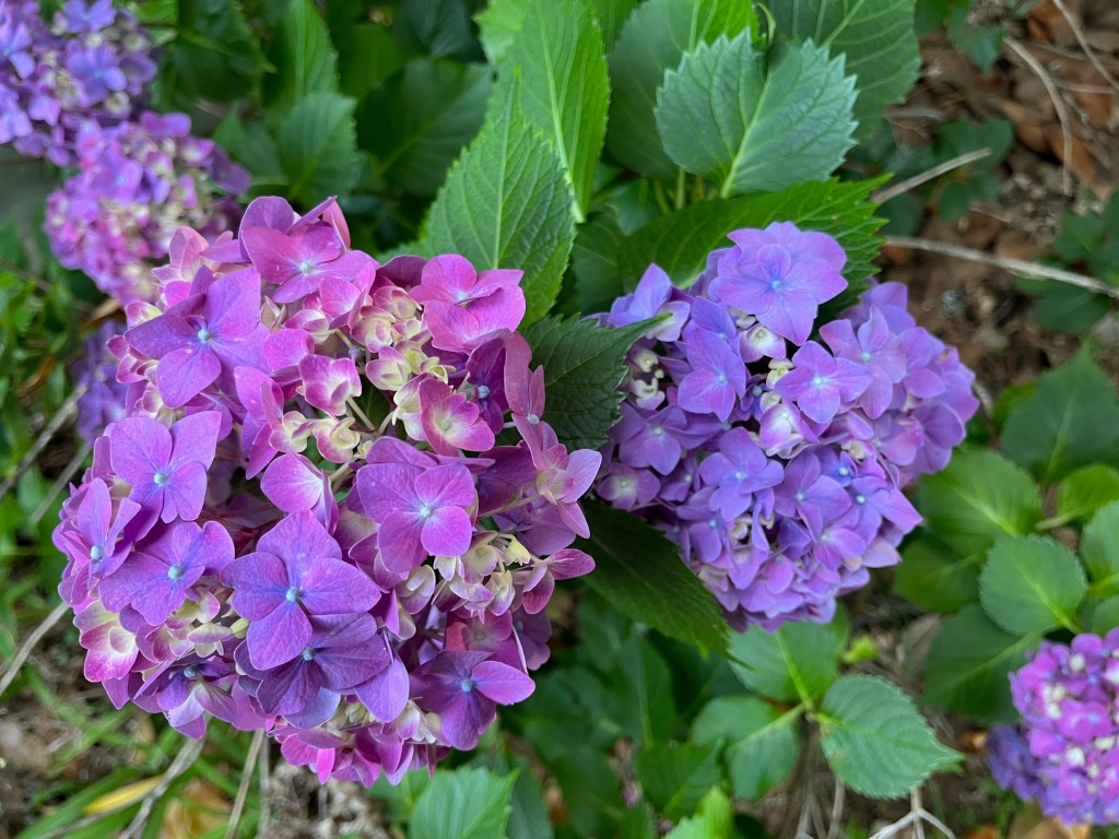 lavender hydrangea blossoms