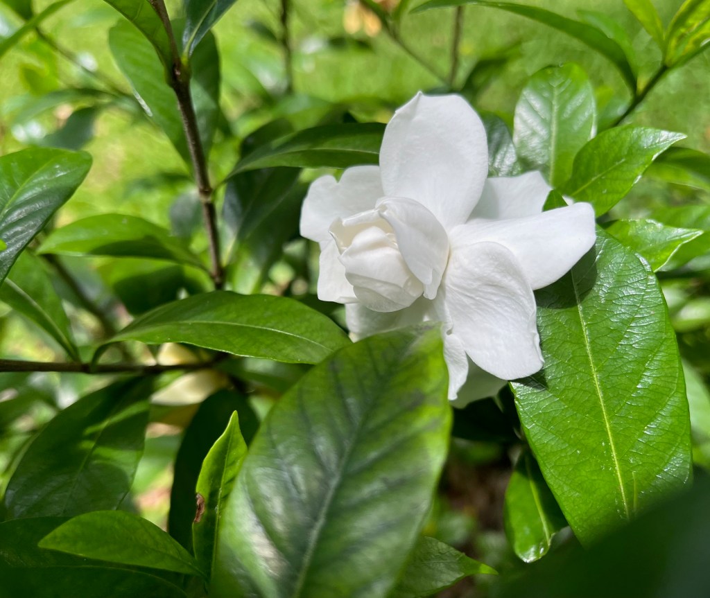 white gardenia blossom in green leaves