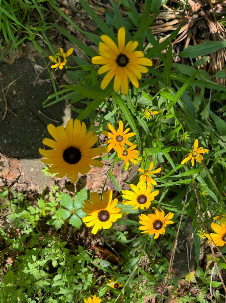 yellow brown-eyed susan flowers