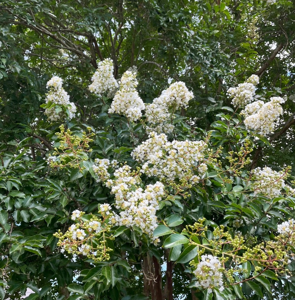 white crape myrtle blossoms