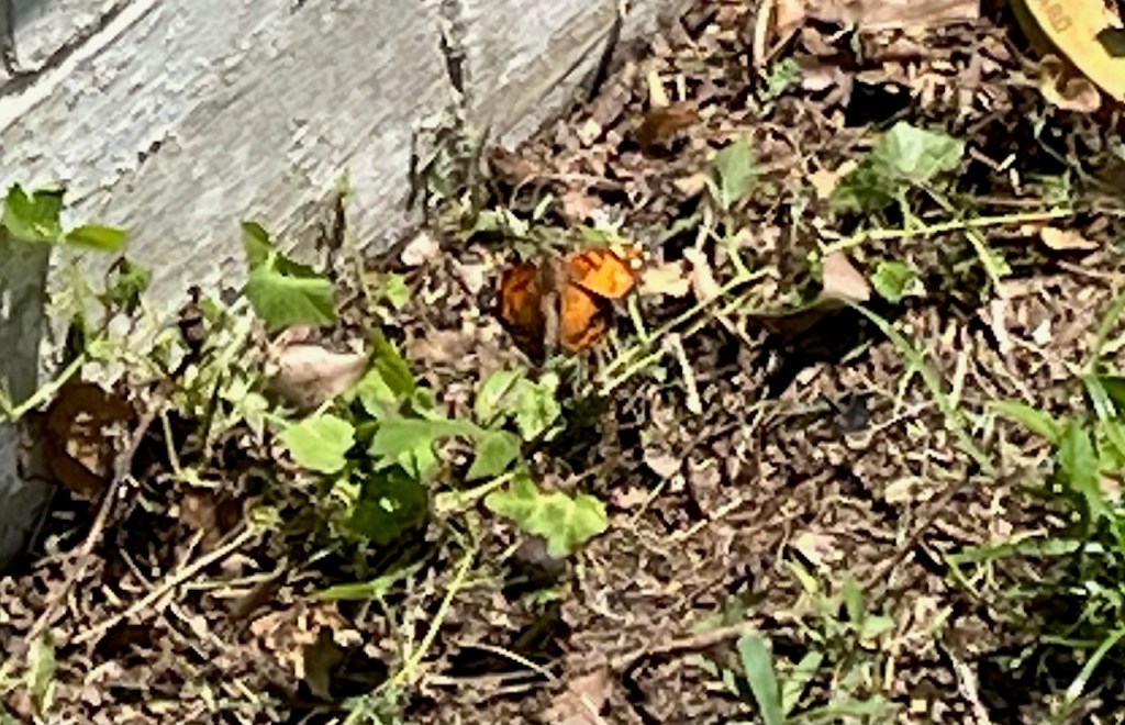 fritillary butterfly--orange and black