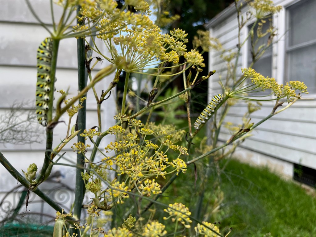 two green monarch butterfly caterpillars on a yellow and green fennel plant