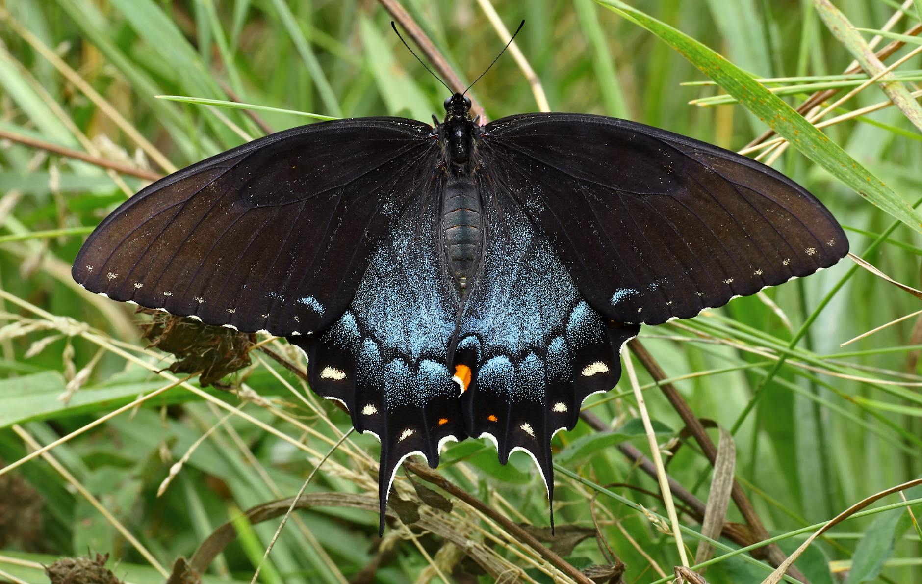 black swallowtail butterfly