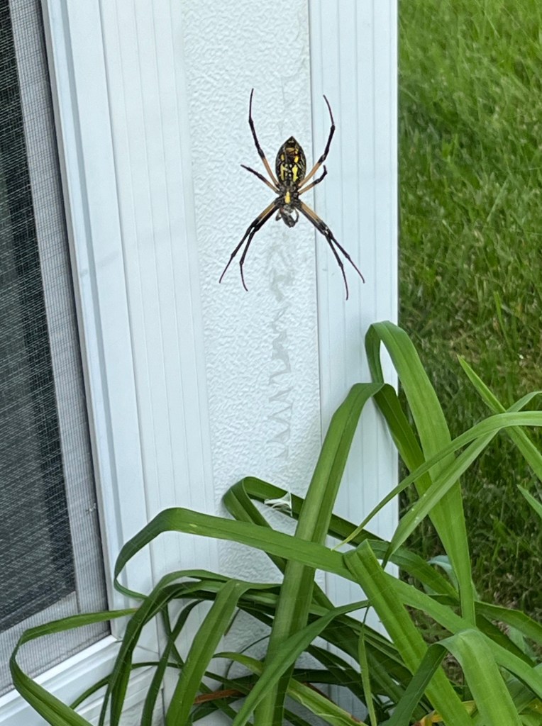yellow black garden spider in zipper web