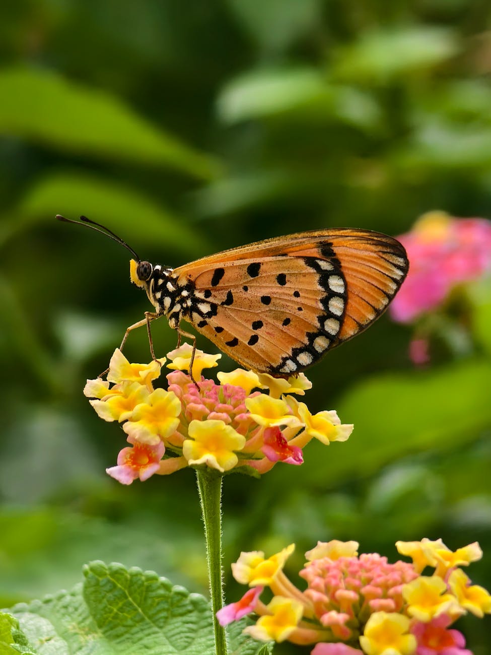 orange and black monarch butterfly resting on yellow lantana flowers