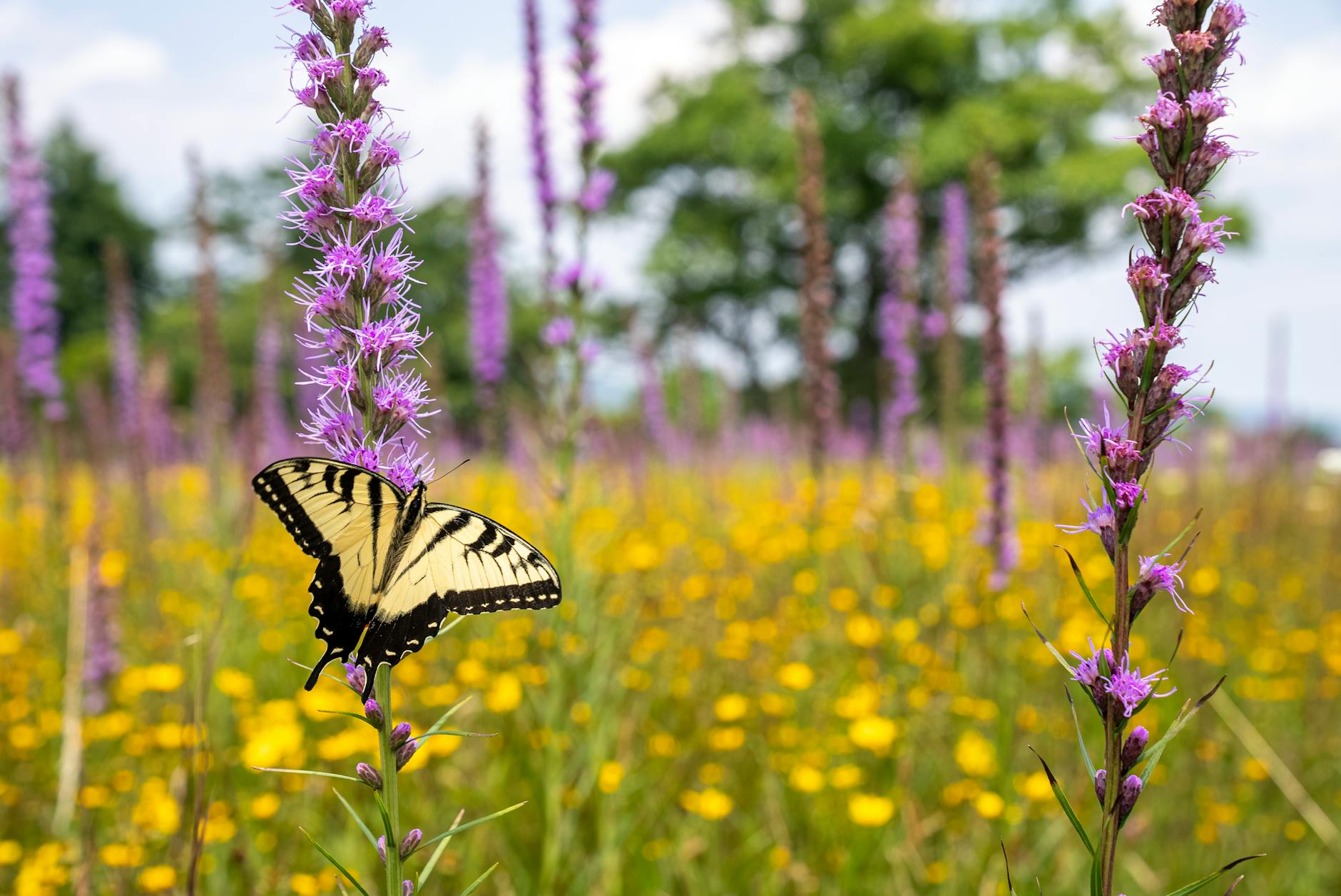 tiger swallowtail on purple flower among yellow flowers