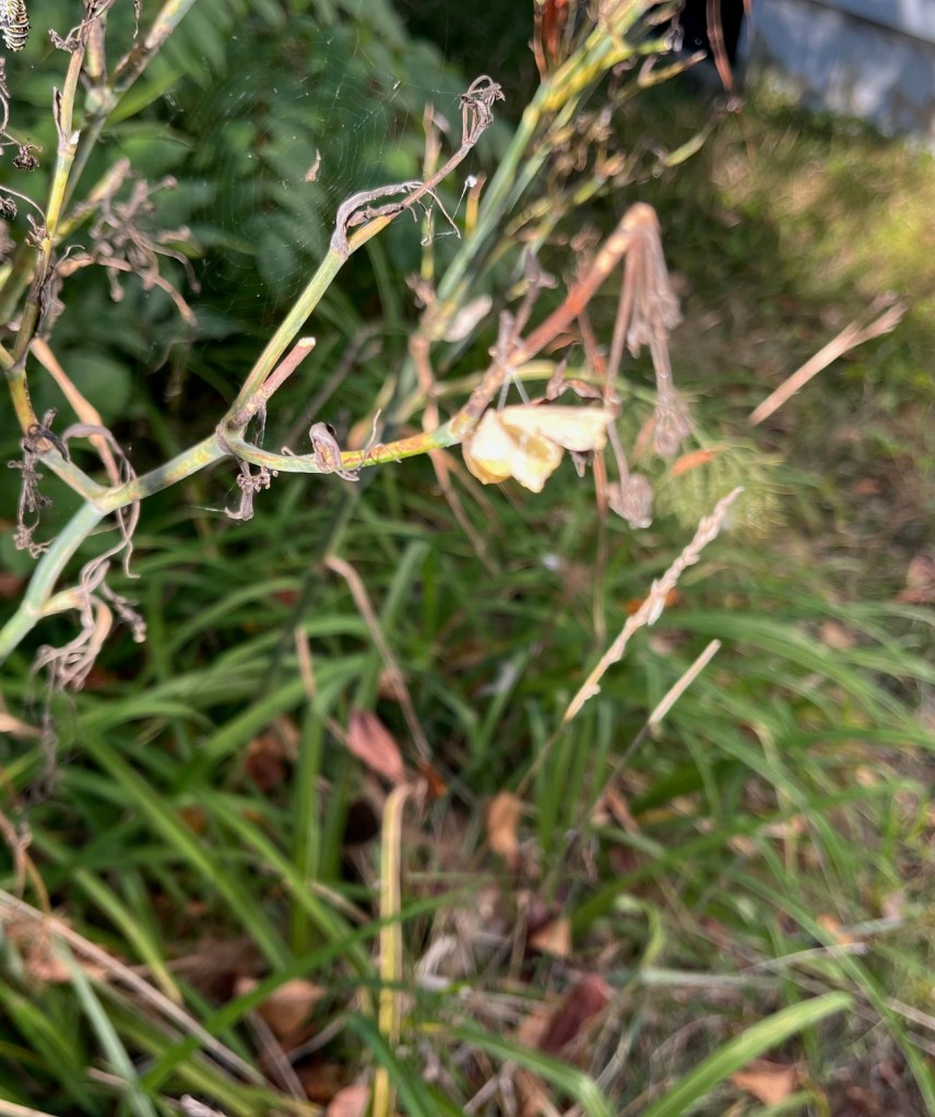 husk from butterfly cocoon on fennel plant