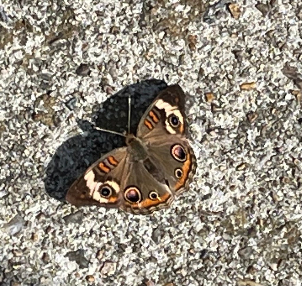 common buckeye butterfly with brown, white and orange markings
