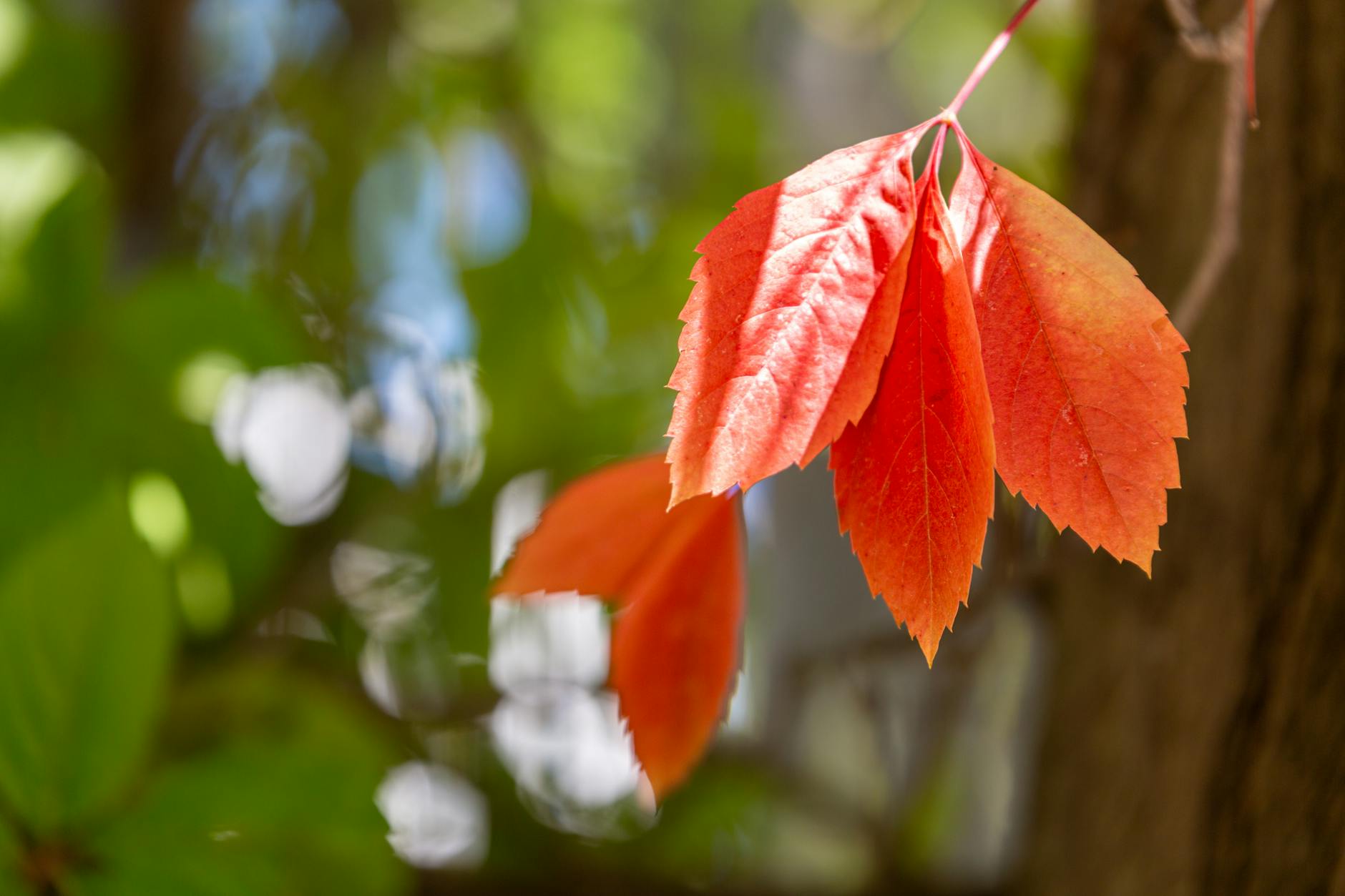 orange cherry tree leaves