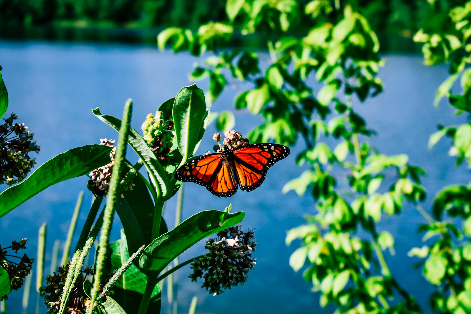 black and orange monarch butterfly on green plant with small flowers with lake behind