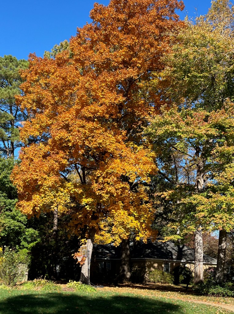 shades of gold on tree leaves