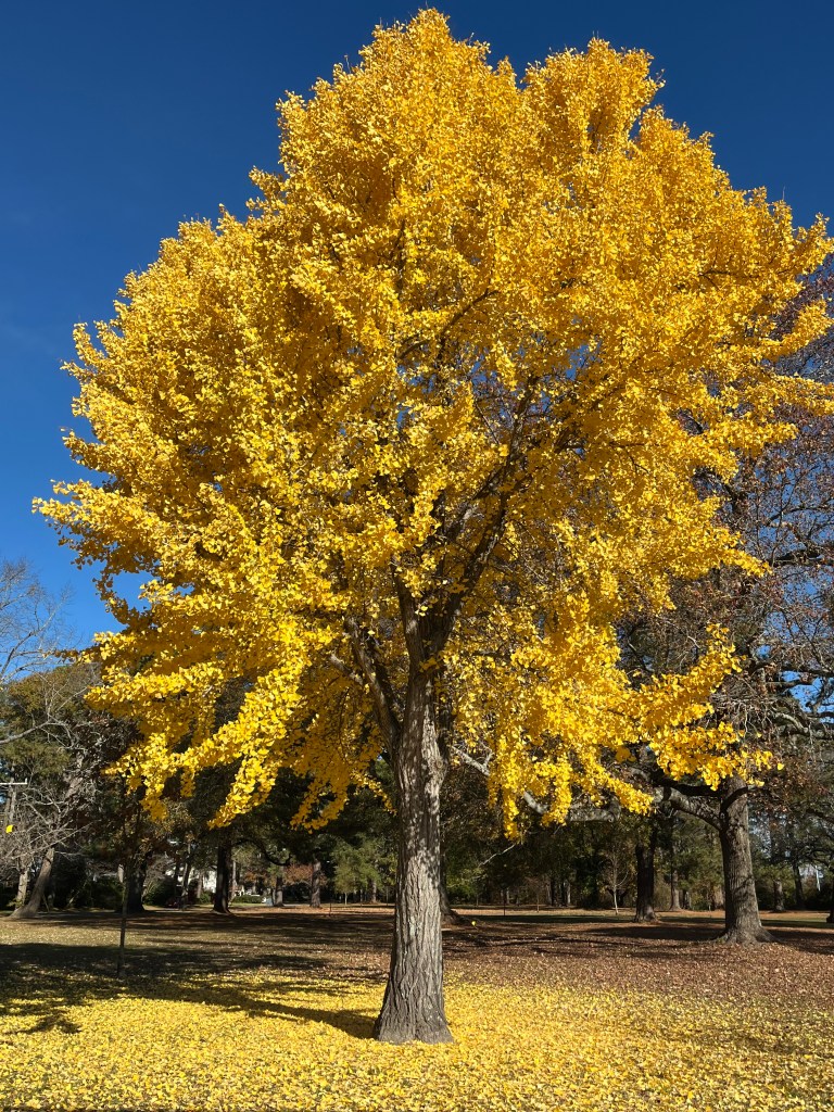 bright yellow leaves on a tulip poplar tree