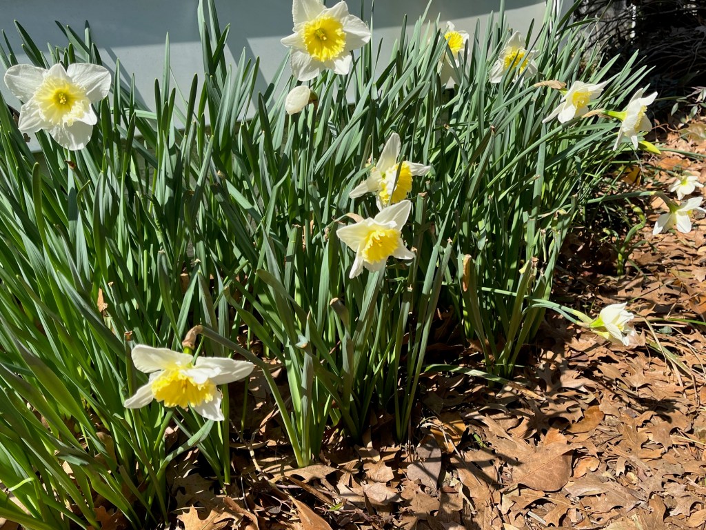yellow daffodils blooming