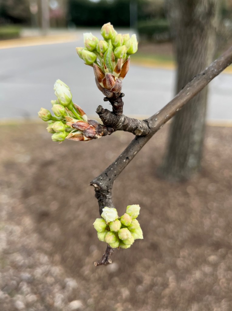 greenish white buds on a tree branch