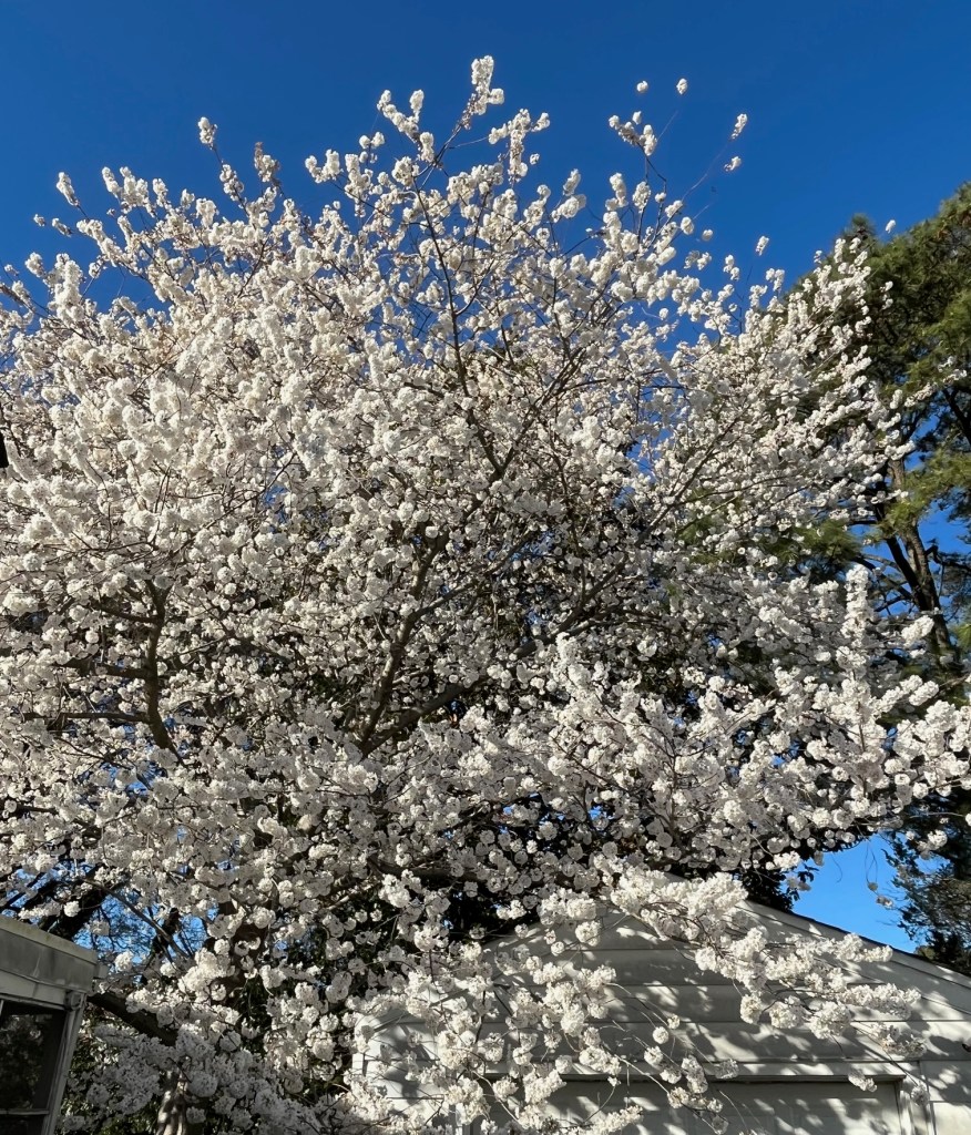 Yoshino cherry tree in full bloom with pinkish white flowers against a blue sky