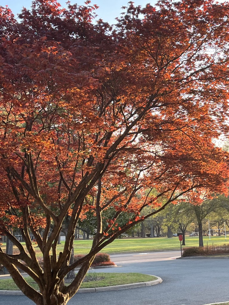 burgundy leaves in sunlight on a Japanese maples