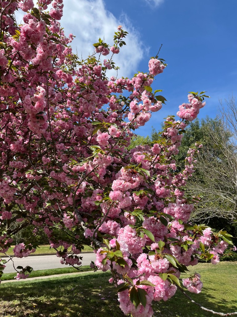 pink cherry blossoms, green leaves, white clouds, and blue sky