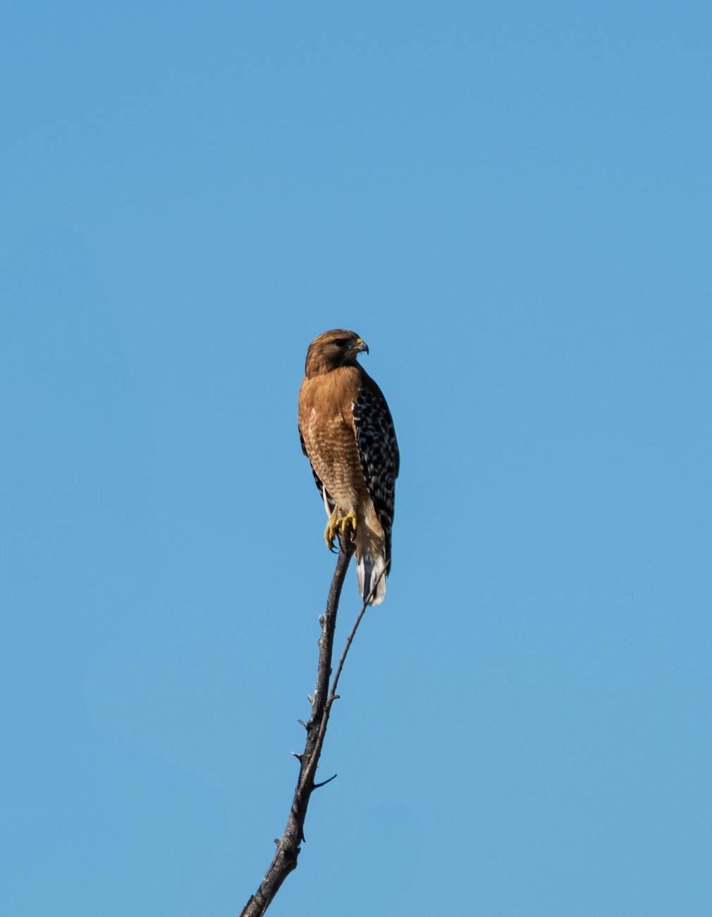 red shouldered hawk perched on tree branch