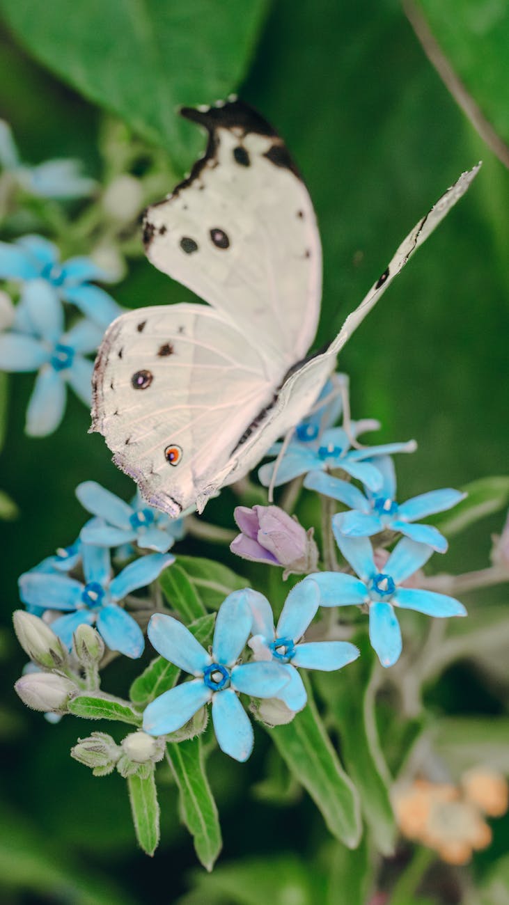 white butterfly on blue flowers