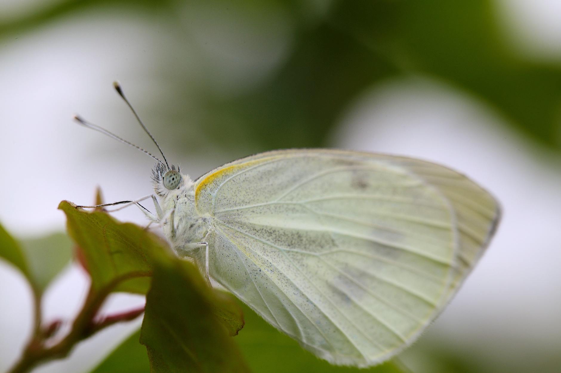 white butterfly