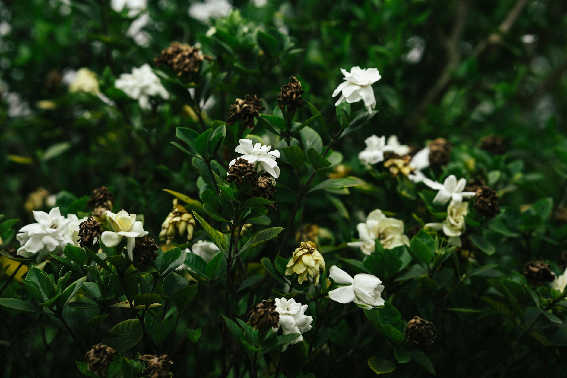 white gardenia flowers on green bush