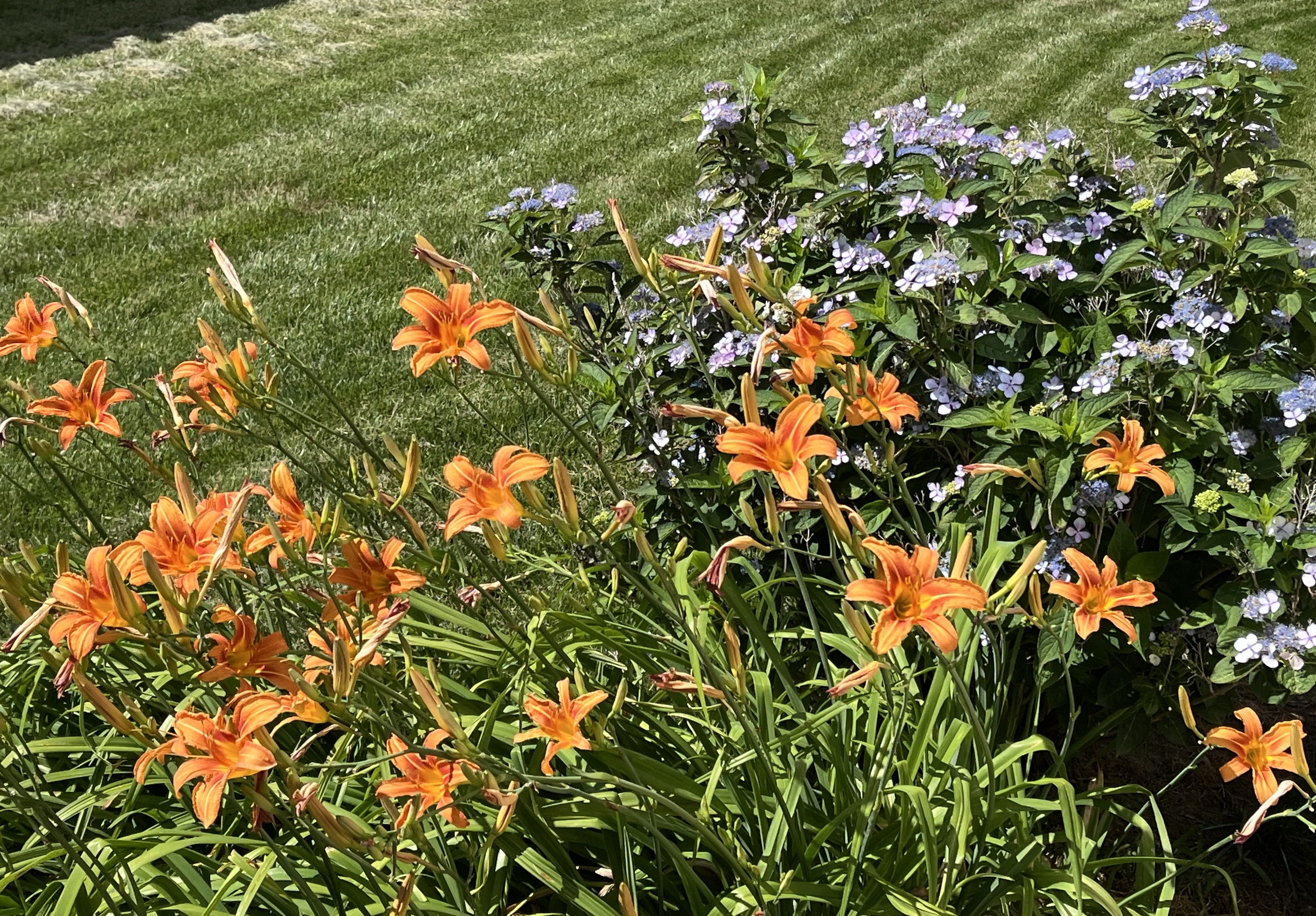 orange day lilies with blue hydrangeas