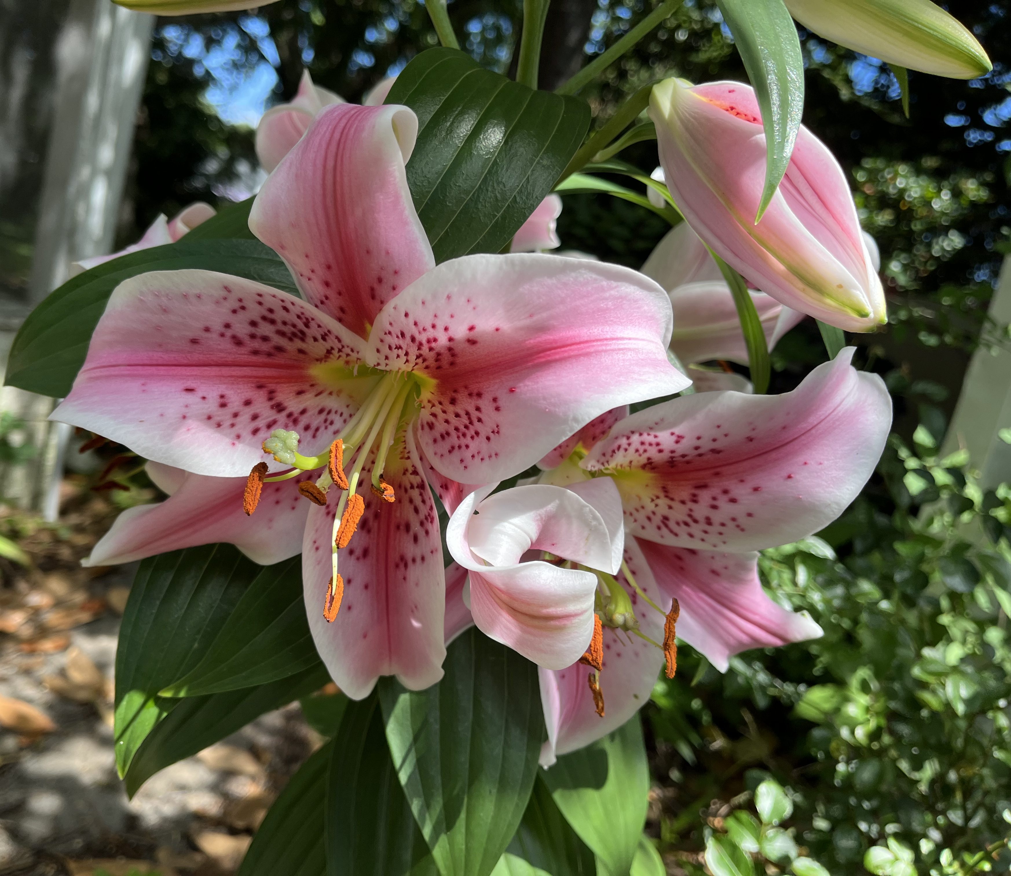 pink and white star lilies in bloom
