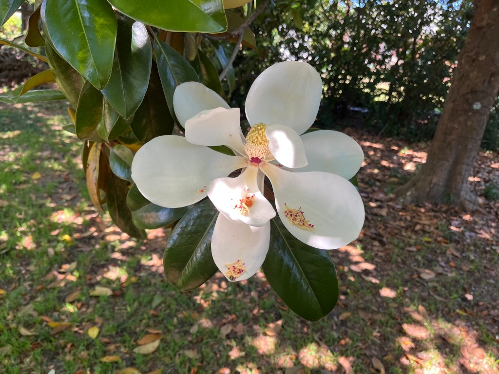 white magnolia blossom