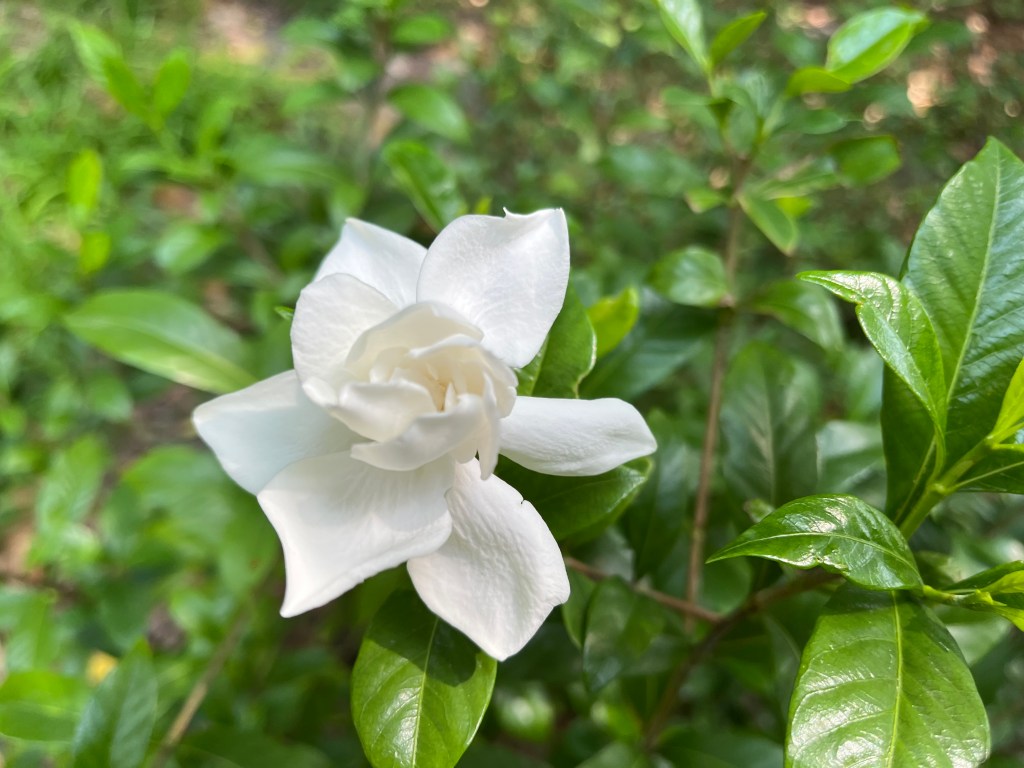 white gardenia blossom among green leaves