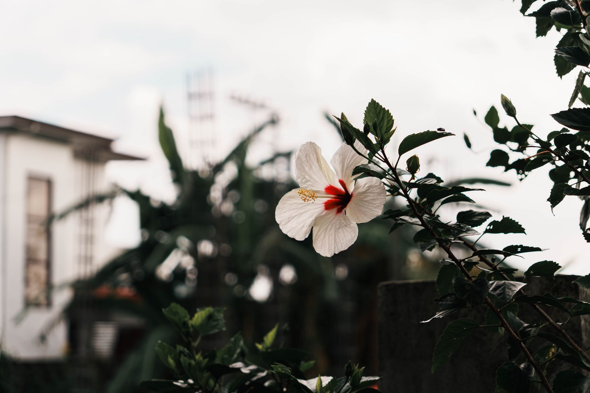 white hibiscus flower blooming