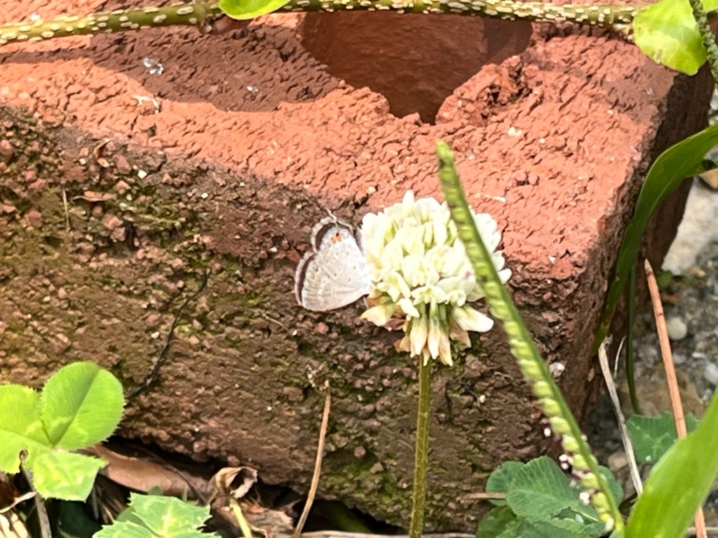 tiny white butterfly on white clover flower