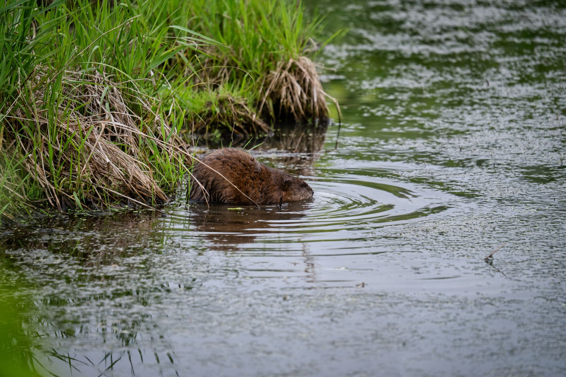 muskrat entering a river