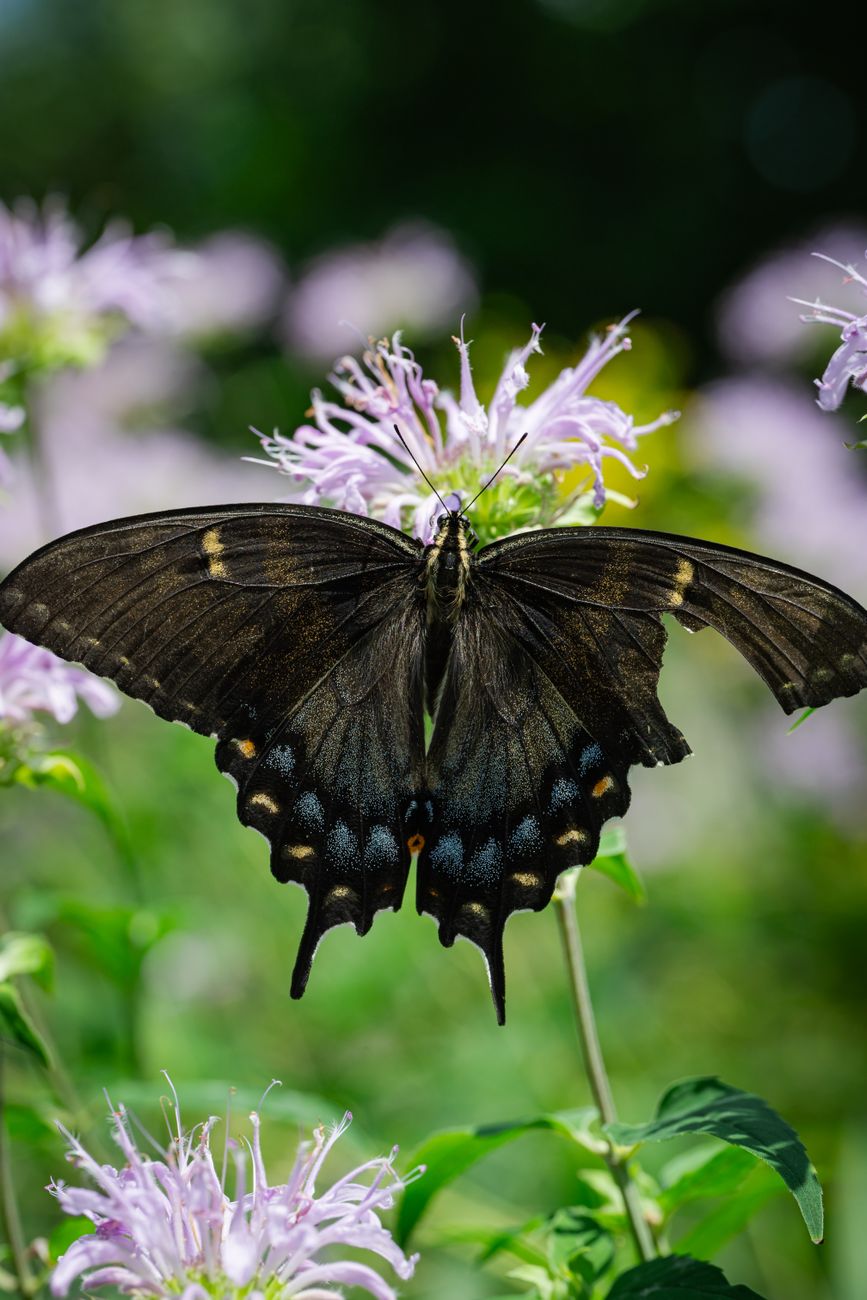 black swallowtail butterfly