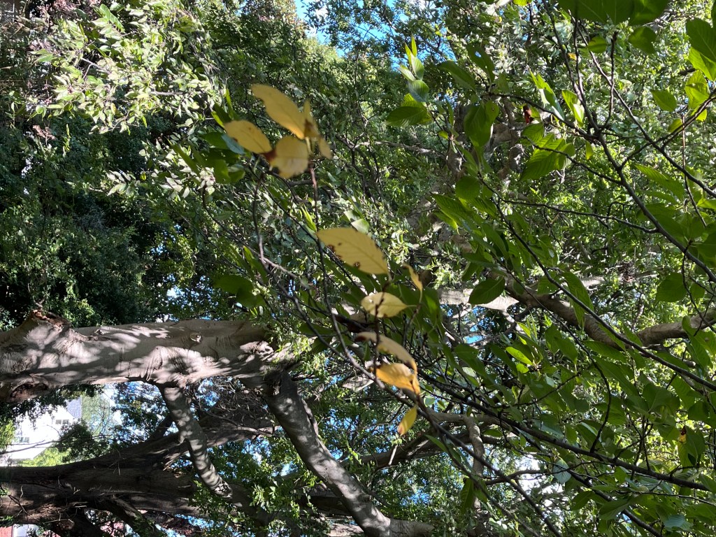 yellow cherry tree leaves among the green leaves