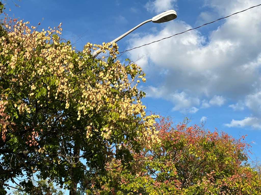 yellow, red, and green leaves against a cloudy sky