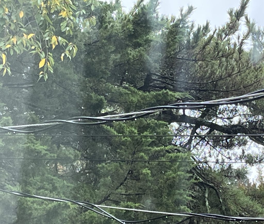 Rain drops on power lines with green and yellow leaves behind.