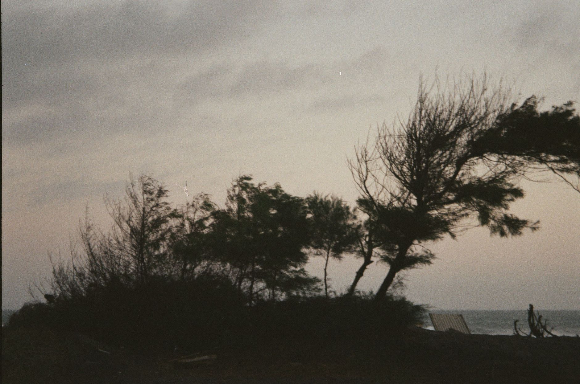 cloudy day with trees bent by the wind
