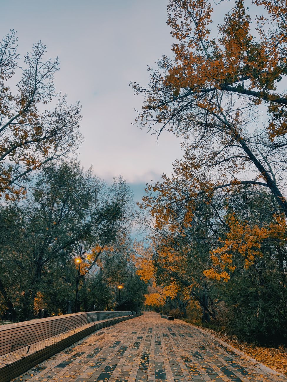 autumn trees on a cloudy day